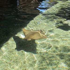 Cownose Ray
