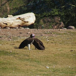 Lappet-faced Vulture