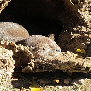 Spotted-necked Otter