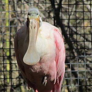 Roseate Spoonbill