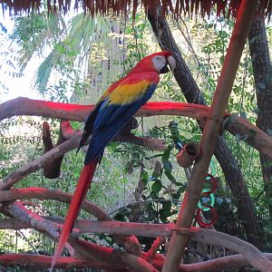 Forest of Uco - Scarlet Macaw