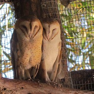 Forest of Uco - Barn Owls