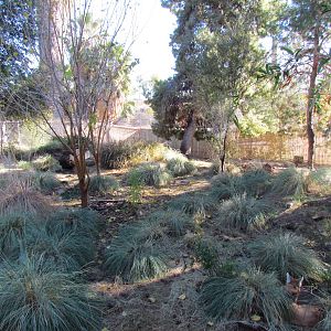 Giant Anteater and Maned Wolf Exhibit
