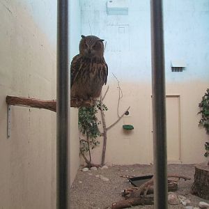 Eurasian Eagle-owl