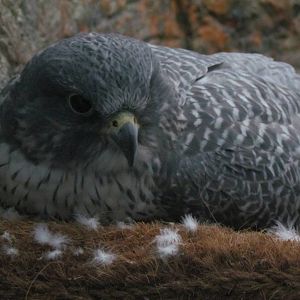 Gyrfalcon