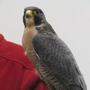 Peregrine Falcon