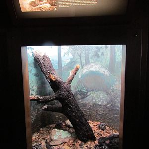 Reptile Hall - Arizona Black Rattlesnake