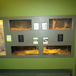 Amphibian Gallery