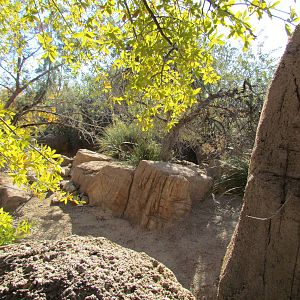 Mountain Woodlands - Coue's White-tailed Deer Exhibit