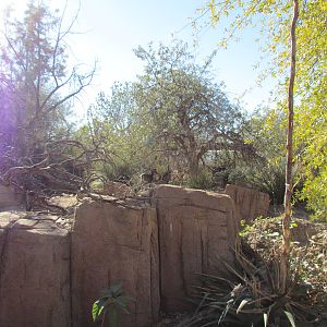 Mountain Woodlands - Coue's White-tailed Deer Exhibit
