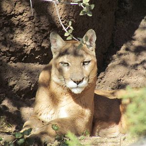 Mountain Woodlands - Puma