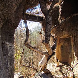 Mountain Woodlands - American Kestrel Exhibit