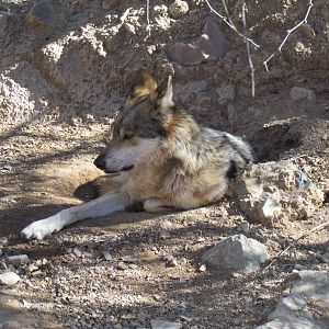 Mountain Woodlands - Mexican Gray Wolf