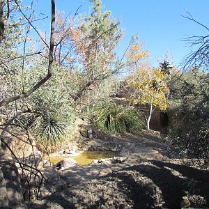 Mountain Woodlands - Coue's White-tailed Deer Exhibit