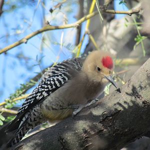 Gila Woodpecker (wild)