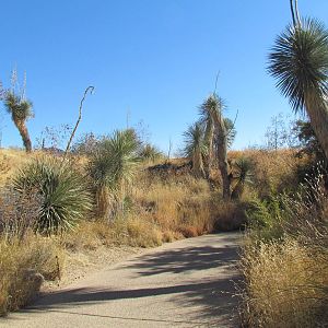 Desert Grasslands