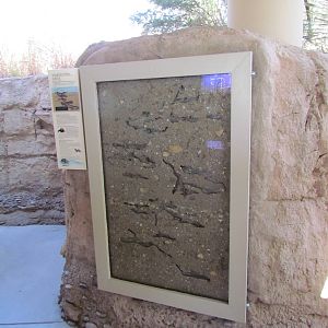 Desert Grasslands - Harvester Ant Display