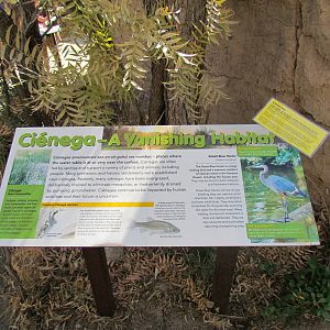 Desert Grasslands - Cienega