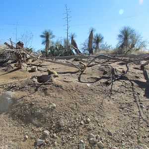 Desert Grasslands - Black-tailed Prairie Dogs