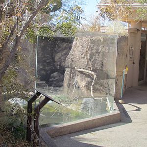 Desert Grasslands - Cienega