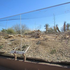 Desert Grasslands - Black-tailed Prairie Dog