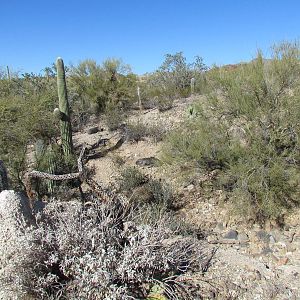 Collared Peccary Exhibit