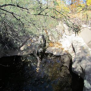 Riparian Corridor - Otter Exhibit