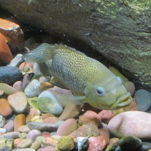 Riparian Corridor - Sinaloan Cichlid