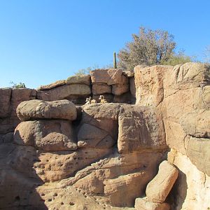 Riparian Corridor - Desert Bighorn Sheep