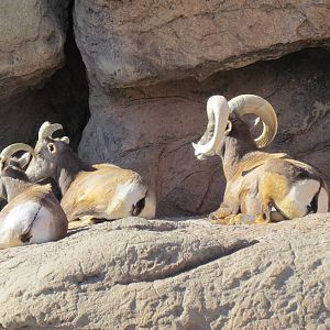 Riparian Corridor - Desert Bighorn Sheep