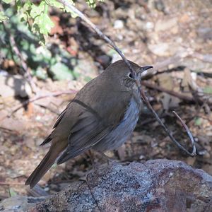Walk-through Aviary - Hermit Thrush