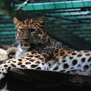 Amur Leopard in new Leopard enclosure