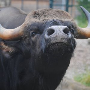Gogol, the male Gaur