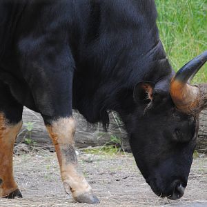 Indian Gaur
