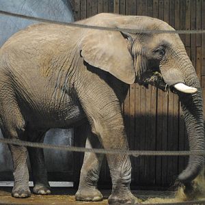 Male African Elephant Tusker