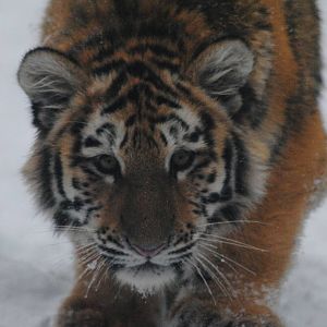Amur tiger cub in the snow