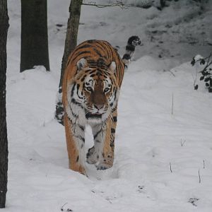 Amur tiger