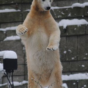 Anori, the polar bear cub