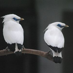 Bali Starling