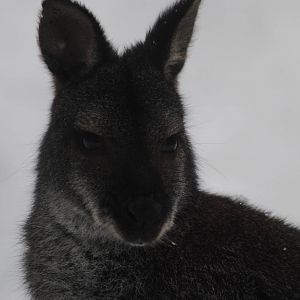 Bennett´s wallaby