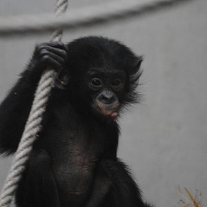 Bonobo