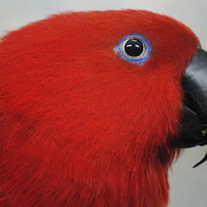 Eclectus parrot (female)
