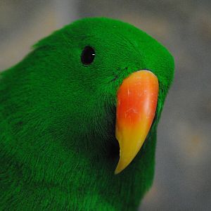 Eclectus parrot (male)