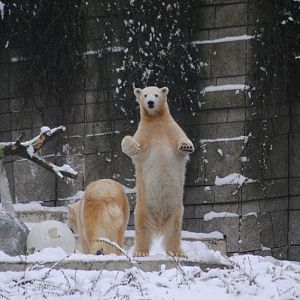 Polar bears Anori & Vilma