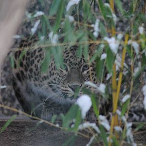 Indian leopard plays hide and seek