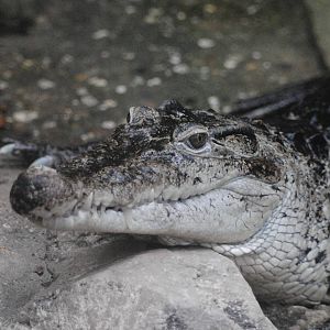 New guinea crocodile
