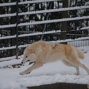 Arctic wolf