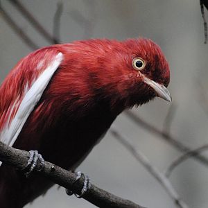 Pompadour cotinga