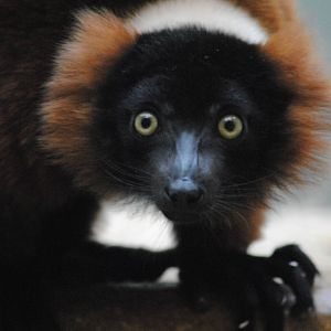 red ruffed lemur