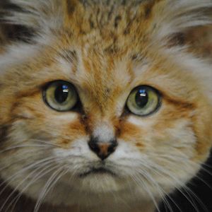 sand cat